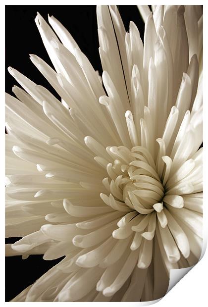 Spider Chrysanthemum Print by Doug McRae