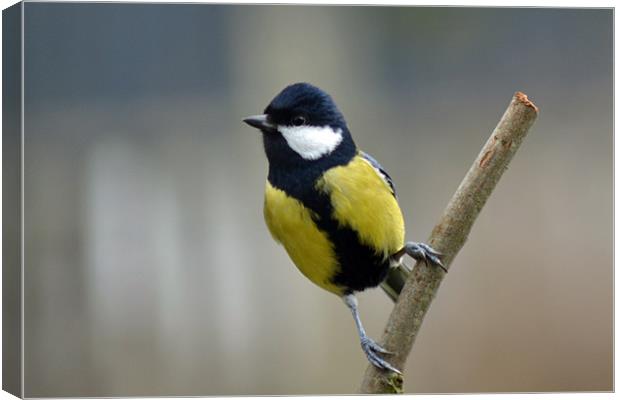 A Great Tit Canvas Print by Donna Collett