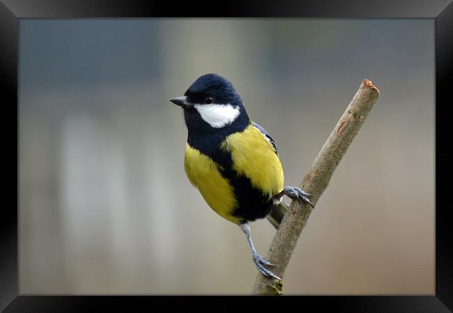 A Great Tit Framed Print by Donna Collett