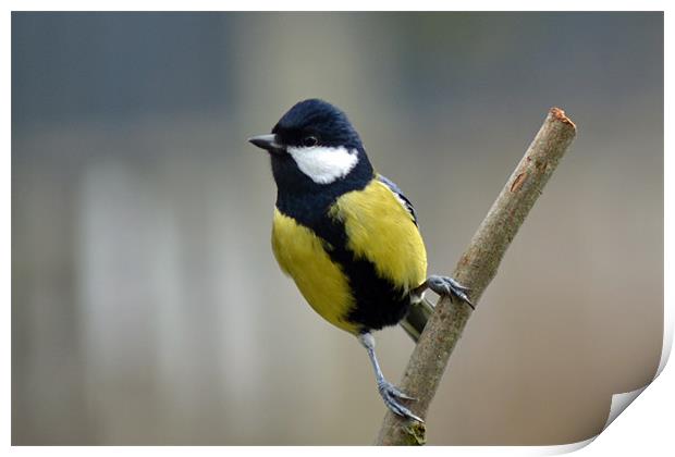 A Great Tit Print by Donna Collett