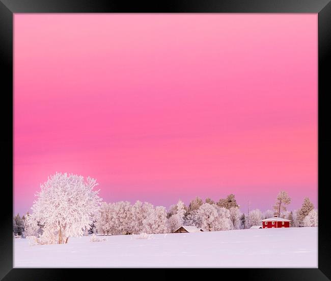 A pink winter  sunset in Sweden Framed Print by Hamperium Photography