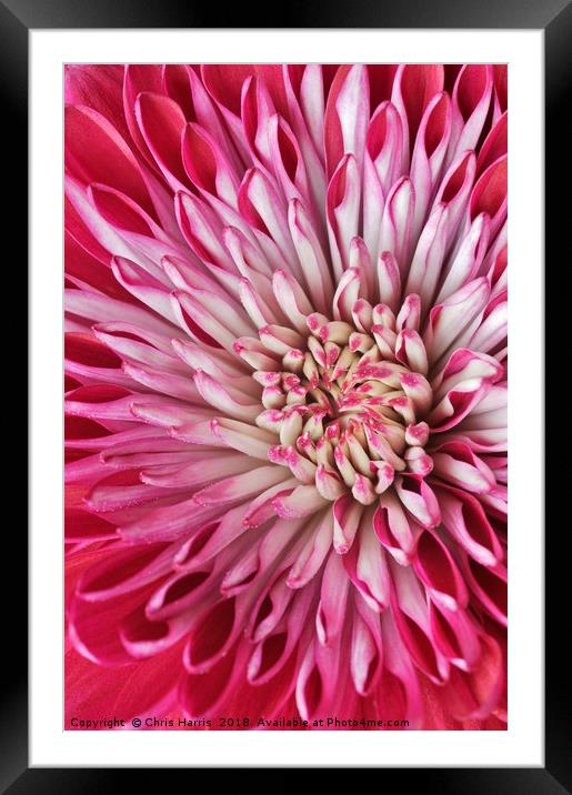 Red Chrysanth Framed Mounted Print by Chris Harris