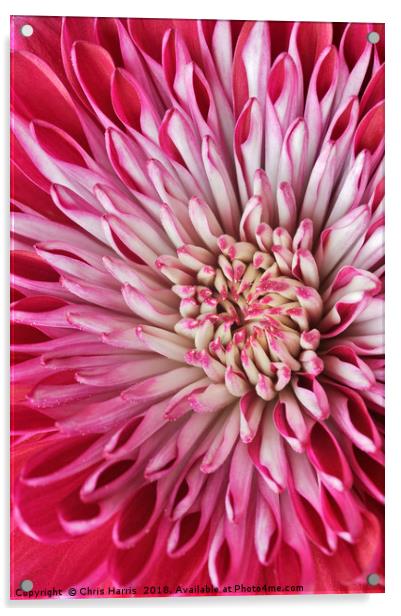 Red Chrysanth Acrylic by Chris Harris
