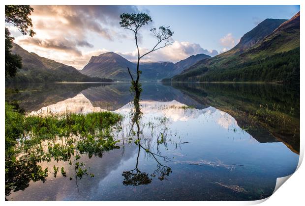 Lone Tree on Buttermere  Print by George Robertson