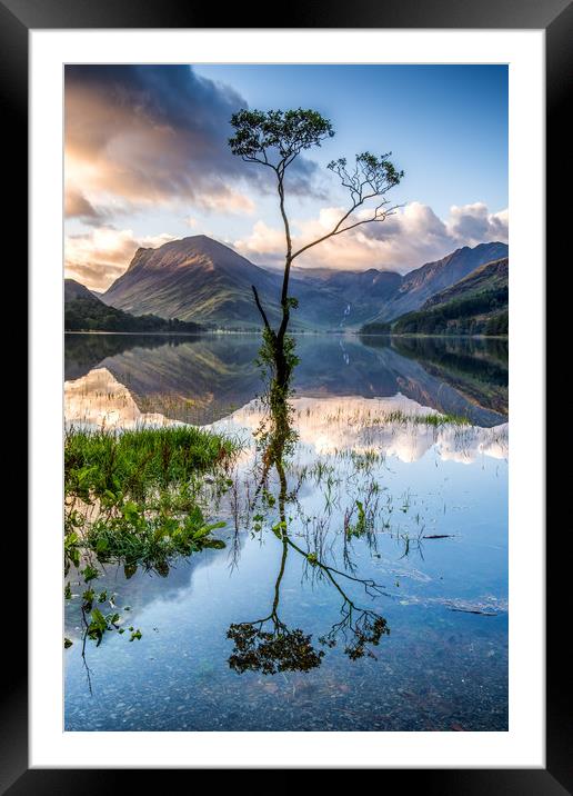 Buttermere Tree Framed Mounted Print by George Robertson
