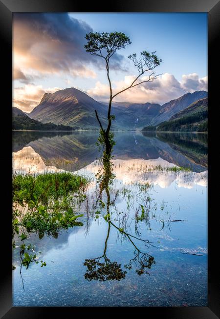 Buttermere Tree Framed Print by George Robertson