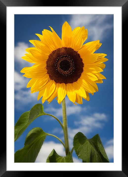 Sunflower Framed Mounted Print by Ashley Chaplin