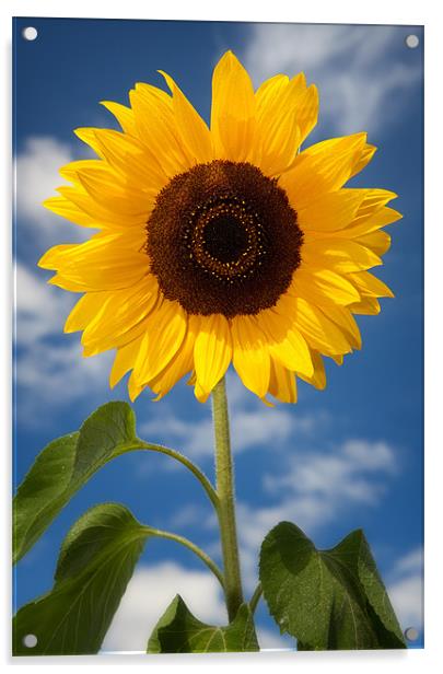 Sunflower Acrylic by Ashley Chaplin