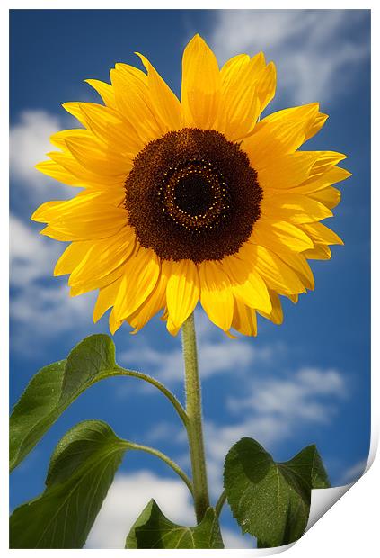 Sunflower Print by Ashley Chaplin