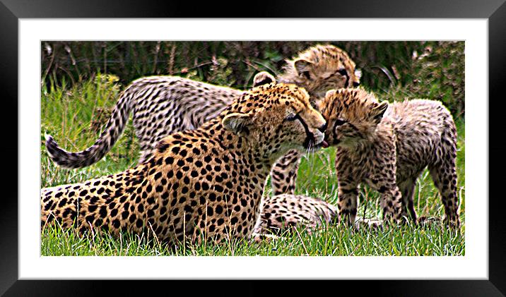 Cheetah Framed Mounted Print by Ian Jeffrey