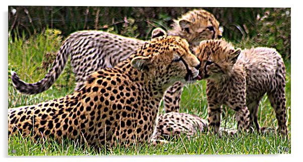 Cheetah Acrylic by Ian Jeffrey