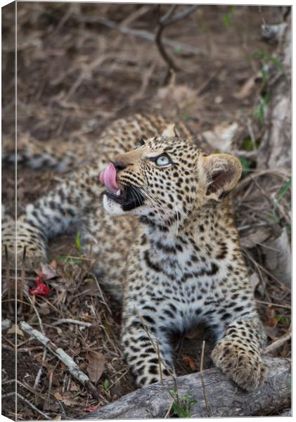 Leopard cub gaze Canvas Print by Villiers Steyn