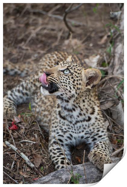 Leopard cub gaze Print by Villiers Steyn