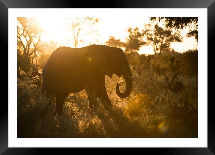 Sunspot elephant Framed Mounted Print by Villiers Steyn