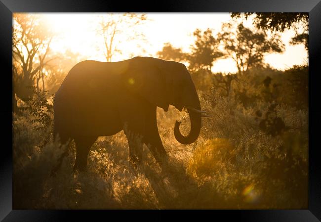 Sunspot elephant Framed Print by Villiers Steyn