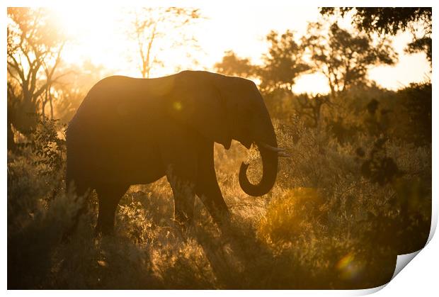 Sunspot elephant Print by Villiers Steyn