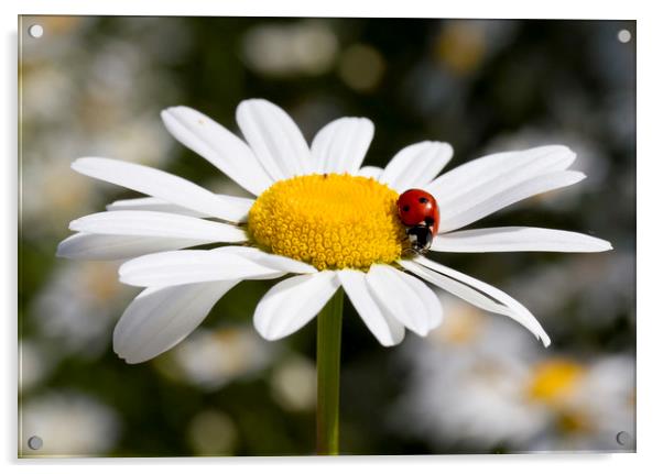 Ladybird on Oxeye Daisy Acrylic by Colin Tracy