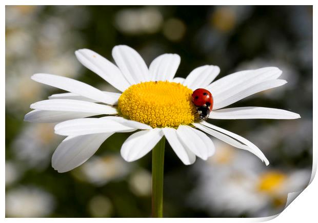 Ladybird on Oxeye Daisy Print by Colin Tracy