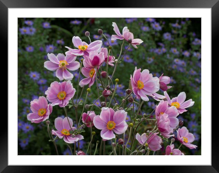 Japanese Anemone Framed Mounted Print by Colin Tracy