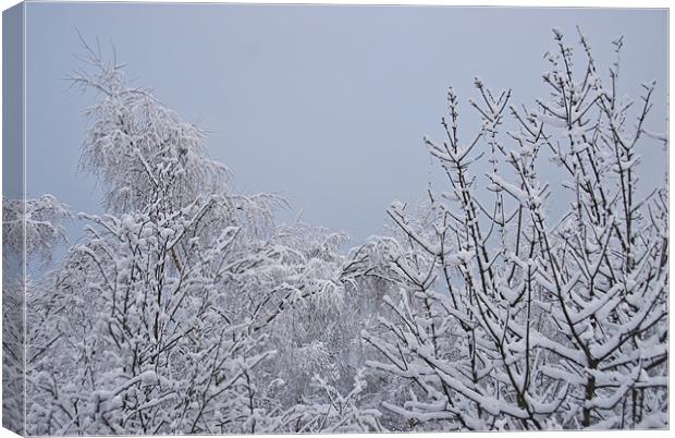 Snowy Branches Canvas Print by James Lavott