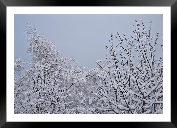 Snowy Branches Framed Mounted Print by James Lavott