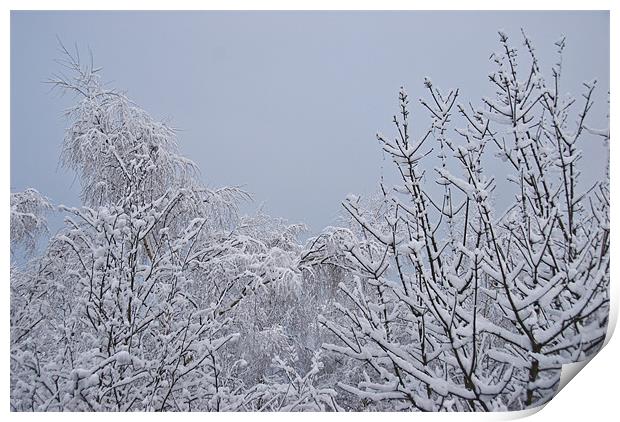 Snowy Branches Print by James Lavott