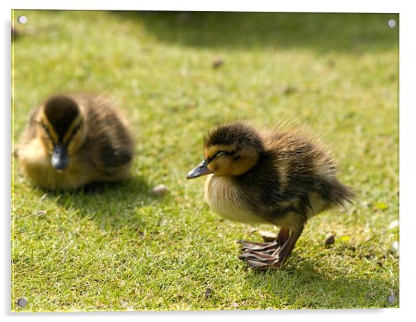Two Little Ducks Acrylic by Paul Macro