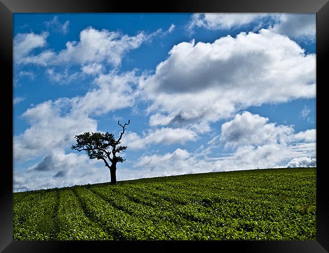 Lone Tree Framed Print by Paul Macro