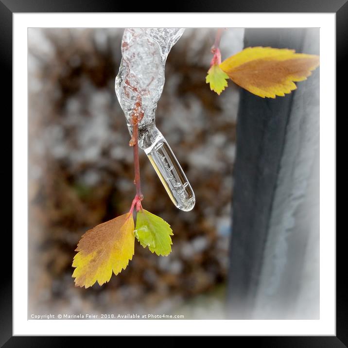 Icicle on leaf Framed Mounted Print by Marinela Feier