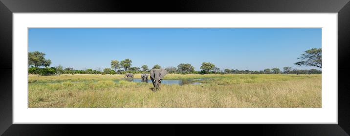 Okavango elephants Framed Mounted Print by Villiers Steyn
