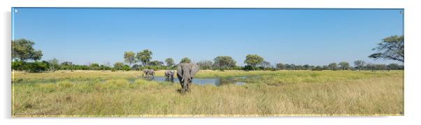 Okavango elephants Acrylic by Villiers Steyn