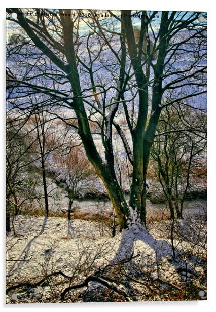 Winter Trees Acrylic by Martyn Arnold