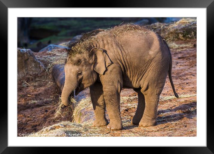 Asian elephant calf Framed Mounted Print by Jason Wells