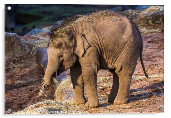 Asian elephant calf Acrylic by Jason Wells