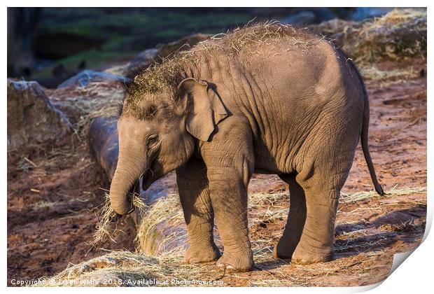 Asian elephant calf Print by Jason Wells