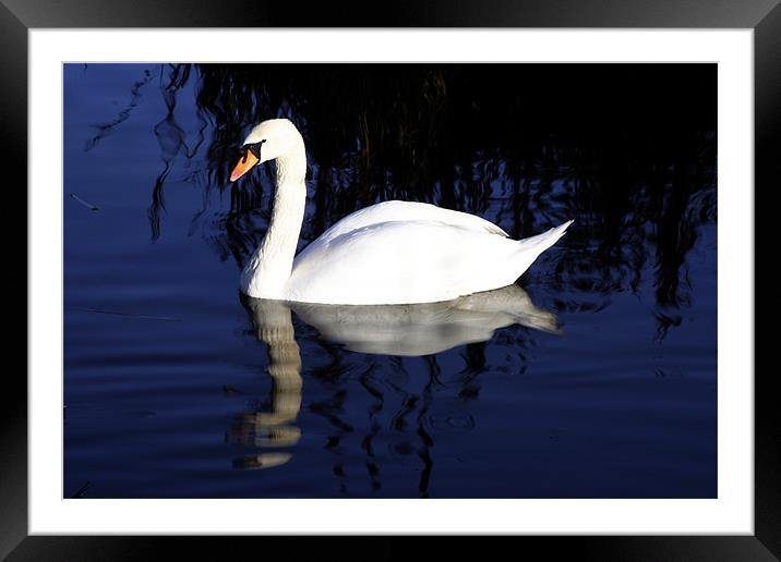 Mute swan Framed Mounted Print by Doug McRae