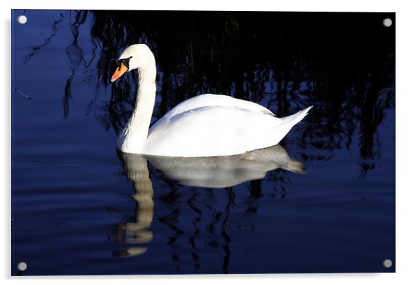 Mute swan Acrylic by Doug McRae
