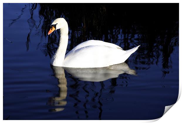 Mute swan Print by Doug McRae