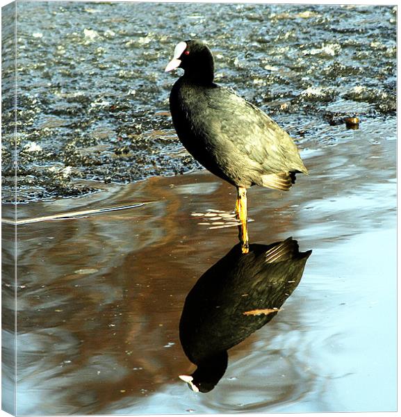 Coot in reflection Canvas Print by Doug McRae