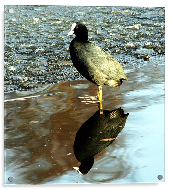 Coot in reflection Acrylic by Doug McRae