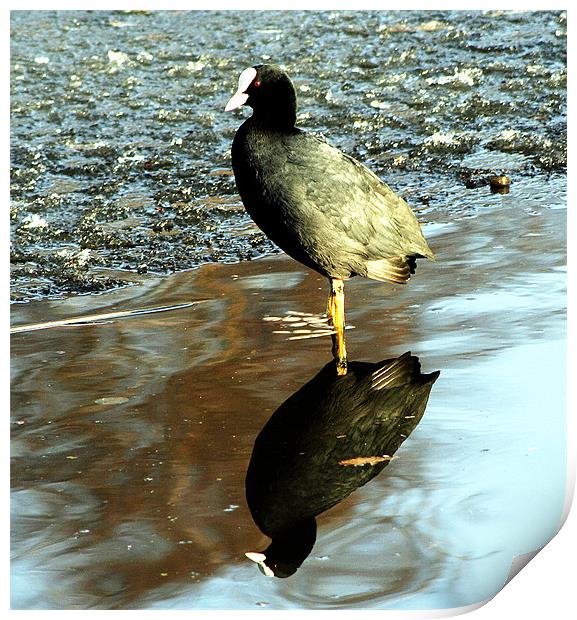 Coot in reflection Print by Doug McRae