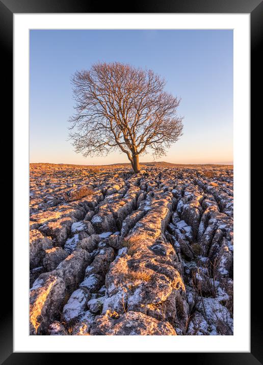 The Lone Tree at Malham Framed Mounted Print by Tony Keogh