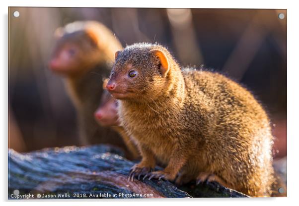 Common dwarf mongoose Acrylic by Jason Wells