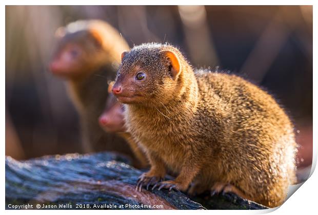 Common dwarf mongoose Print by Jason Wells