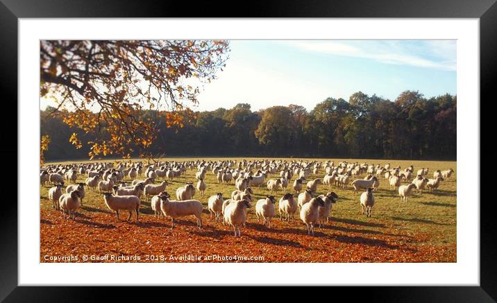 500 Sheep Framed Mounted Print by Geoff Richards
