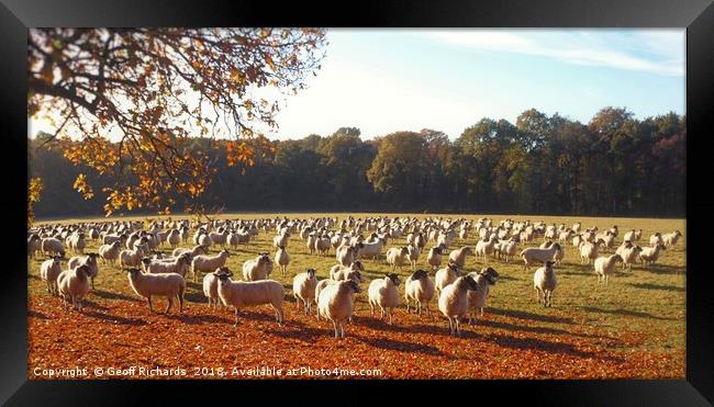500 Sheep Framed Print by Geoff Richards