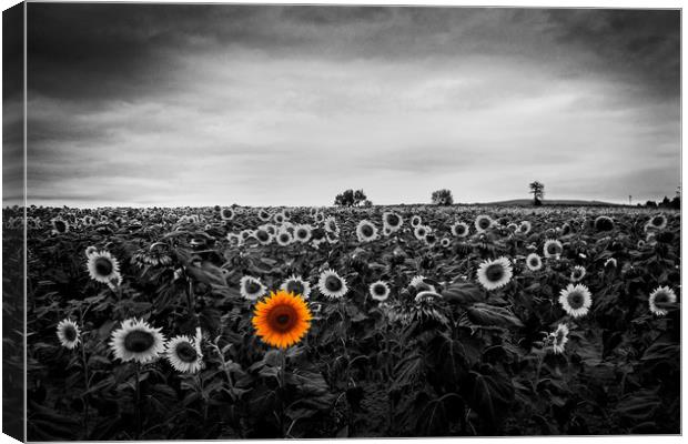 A field of sunflowers Canvas Print by David Tanner