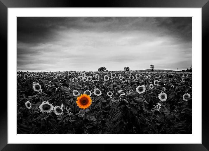 A field of sunflowers Framed Mounted Print by David Tanner