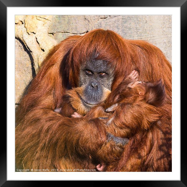 Mother and baby Sumatran Orangutans Framed Mounted Print by Jason Wells