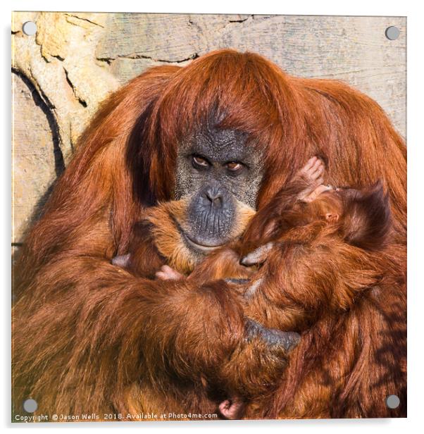 Mother and baby Sumatran Orangutans Acrylic by Jason Wells